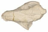 Fossil Oreodont (Merycoidodon) Jaw - South Dakota #198198-7